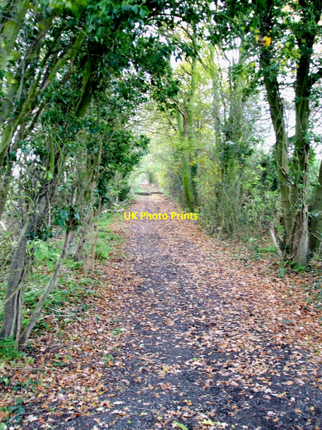 Photo 6"x4" Leafy Bridleway Shotgate c2010