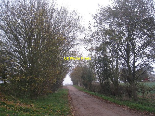 Photo 6"x4" Avenue near Manor House Hackthorn\/SK9982 c2010