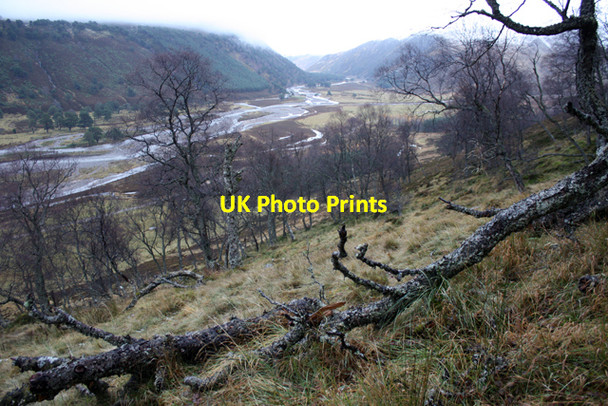 Photo 6"x4" Birches in Glen Feshie Carnachuin c2010