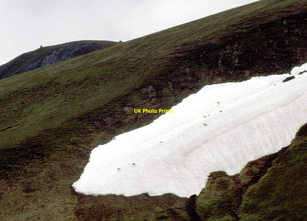 Photo 6"x4" Red deer on Carn nan Gobhar Carn nan Gobhar\/NH2743 c1993