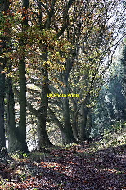 Photo 6"x4" Eastern fringe of the Penyard woodland Pontshill c2010