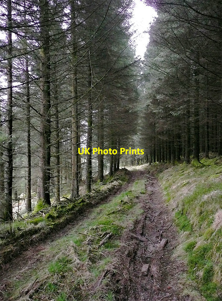 Photo 6"x4" Tywi Forest track on Cnwch Rhiwhalog, Ceredigion Cnwch Rhiwhalog c2010