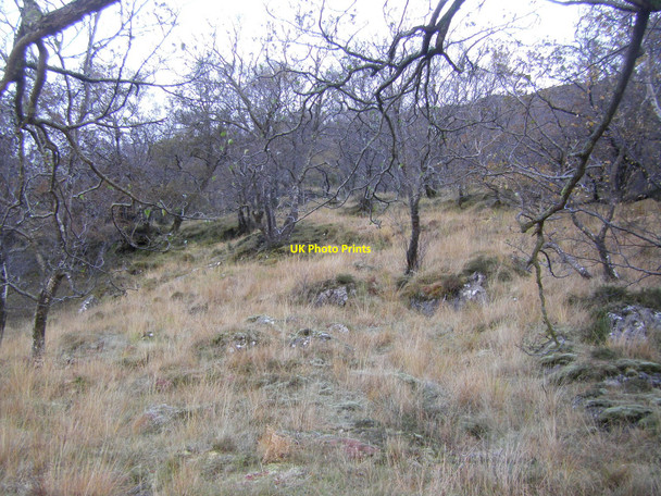 Photo 6"x4" Wooded hillside, Leitir Dhubh Leitir Dhubh\/NM9662 c2010