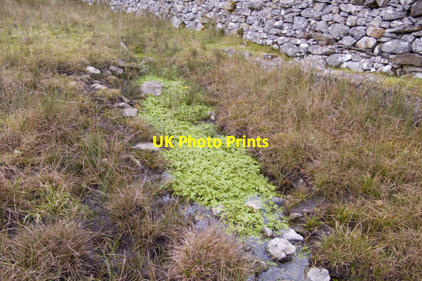 Photo 6"x4" Spring next to Park Wood Hutton Roof\/SD5778 c2010