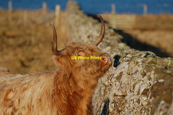 Photo 6"x4" Highland cow at Trumpan Sgoir Beag c2010