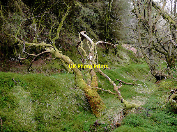 Photo 6"x4" Tywi Forest track east of  Cnwch Rhiwhalog, Ceredigion Cefn Ty'n-y-graig c2010