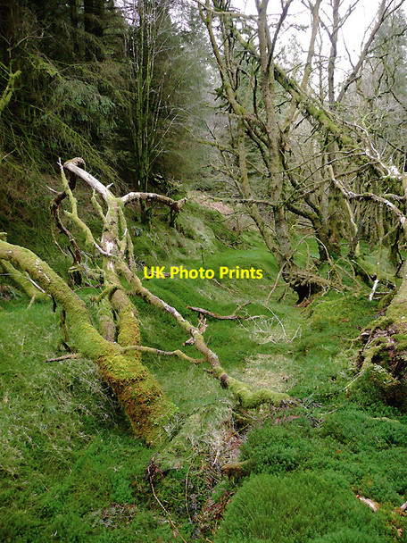 Photo 6"x4" Tywi Forest track east of Cnwch Rhiwhalog, Ceredigion Cefn Ty'n-y-graig c2010