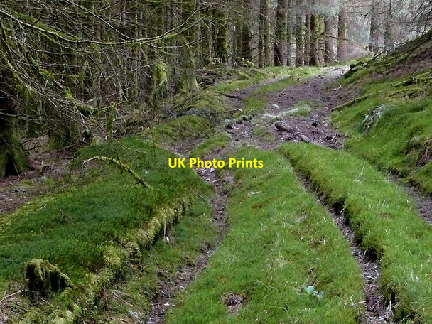 Photo 6"x4" Forest track ascending Cnwch Rhiwhalog, Ceredigion Cefn Ty'n-y-graig c2010