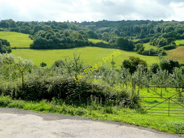 Photo 6"x4" View to the edge of the Forest of Dean Joy's Green c2009