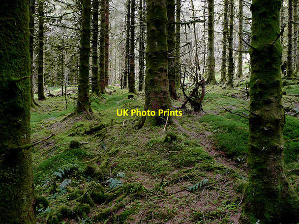 Photo 6"x4" In the Tywi Forest on Cnwch Rhiwhalog, Ceredigion Cefn Ty'n-y-graig c2010