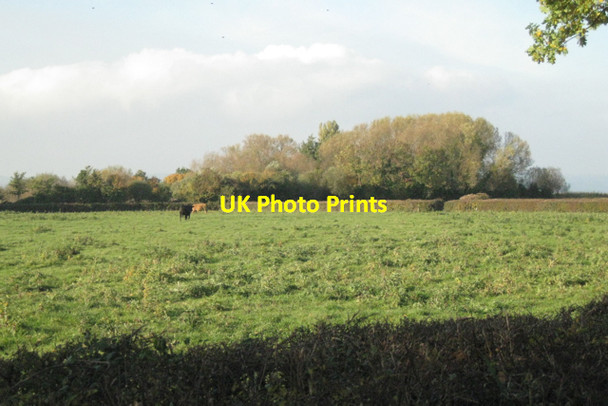 Photo 6"x4" Willows on old brickpits Cowhill\/ST6091 c2010