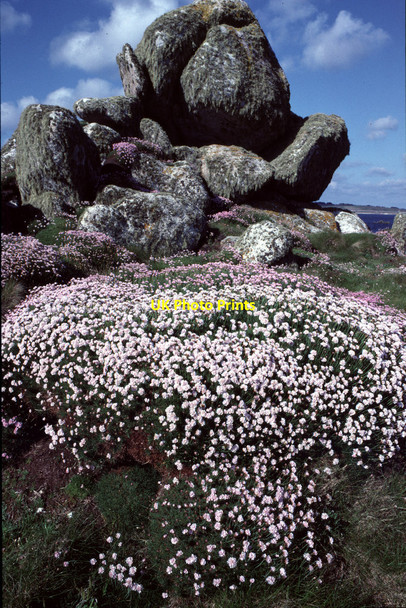 Photo 6"x4" Carn and sea thrift Hugh Town c1988