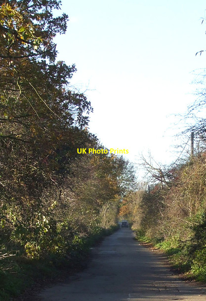 Photo 6"x4" Magnolia Road Hawkwell\/TQ8591 c2010