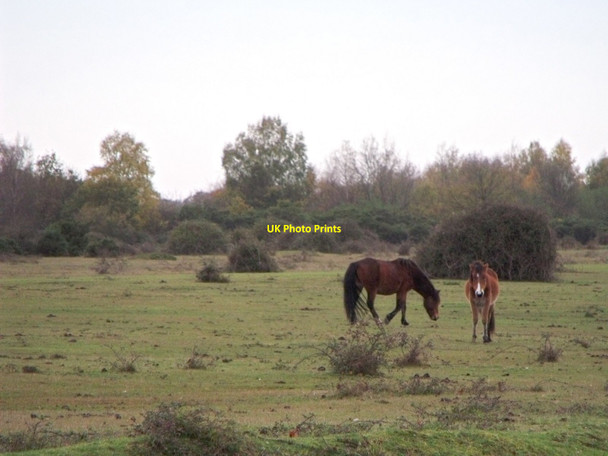 Photo 6"x4" Ponies at Stoney Cross Plain, New Forest Stoney Cross c2010