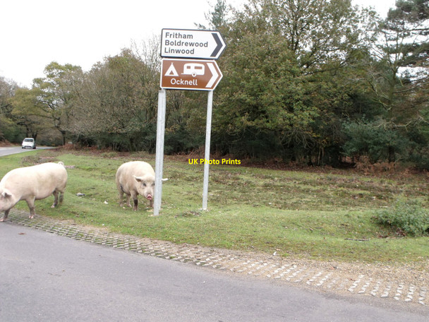 Photo 6"x4" Sows at Long Cross, New Forest Bramshaw c2010