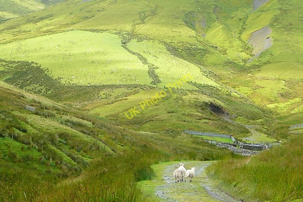 Photo 6"x4" Cwm Llwydd Talardd\/SH8926 c2009