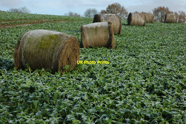 Photo 6"x4" Bales in field Clows Top c2010