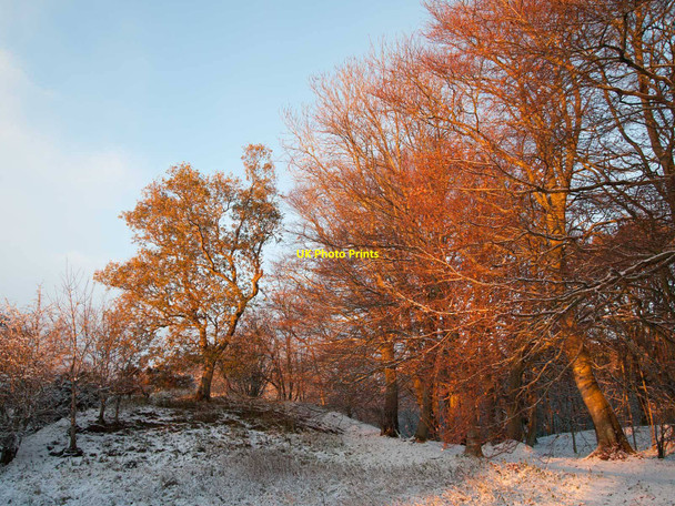 Photo 6"x4" Kinnoull Hill woodland Perth\/NO1123 c2010