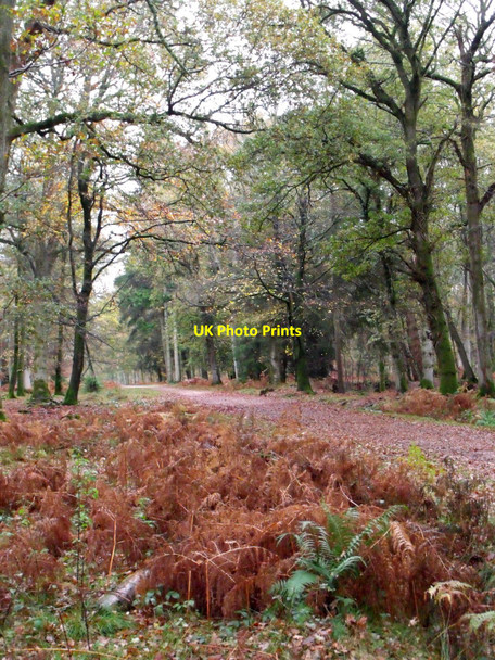 Photo 6"x4" Rhinefield Sandy's Inclosure, New Forest North Weirs c2010