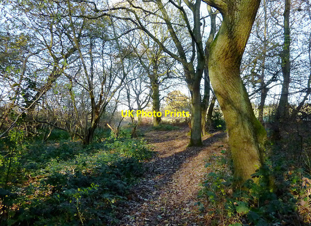 Photo 6"x4" Park Coppice on Colton Hills, Wolverhampton Sedgley c2010 P1