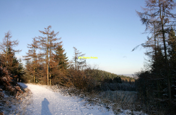 Photo 6"x4" Snow in Breidden Forest 3 Bulthy c2010