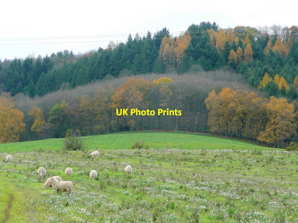 Photo 6"x4" Sheep under Penyard Ross-on-Wye c2010