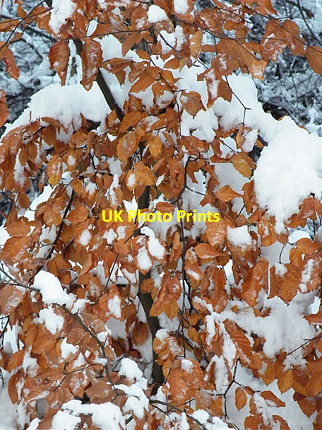 Photo 6"x4" Beech Leaves Fochabers c2010