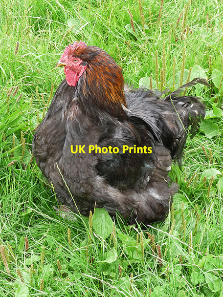 Photo 6"x4" Chicken, Wooperton Wooperton c2010