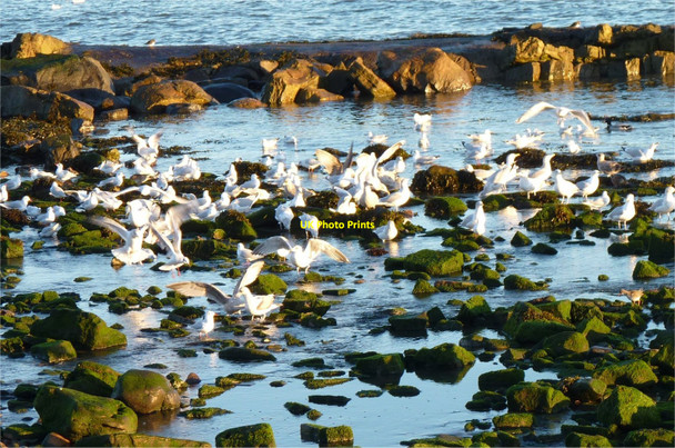 Photo 6"x4" Squabble of seagulls Anstruther Easter c2010