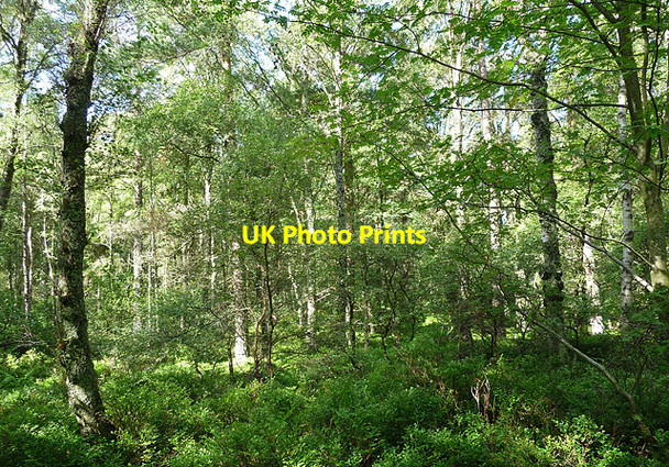 Photo 6"x4" Castle Hill Plantation near Callaly Callaly c2010