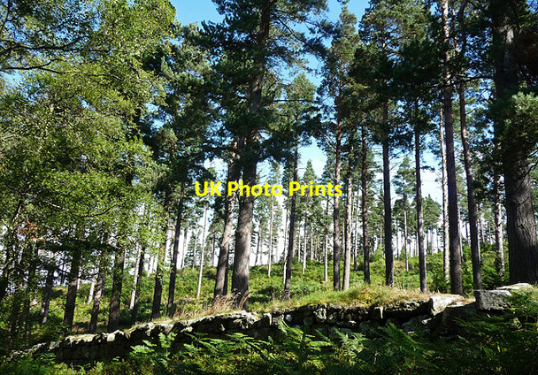Photo 6"x4" Thrunton Wood near Callaly (1) Whittingham c2010