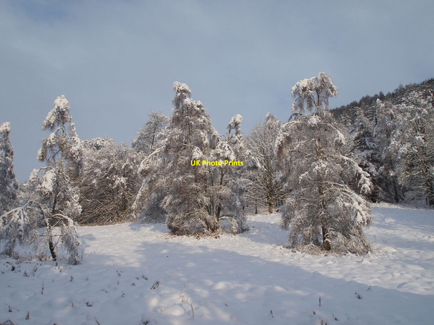 Photo 6"x4" Snow covered birch trees Inver\/NO0142 c2010