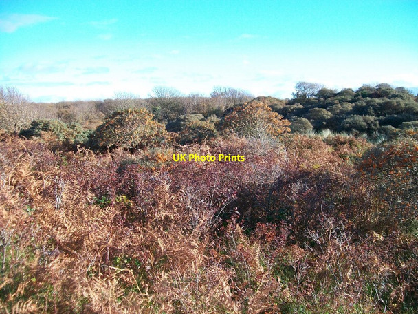 Photo 6"x4" Scrubland at the Marlough Reserve Dundrum\/J4036 c2010