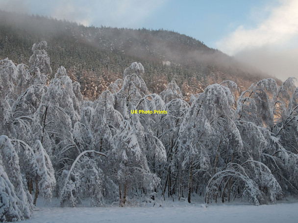 Photo 6"x4" Snow covered birches Inver\/NO0142 c2010
