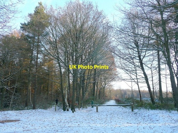 Photo 6"x4" In Haugh Wood 1 Broadmoor Common c2010