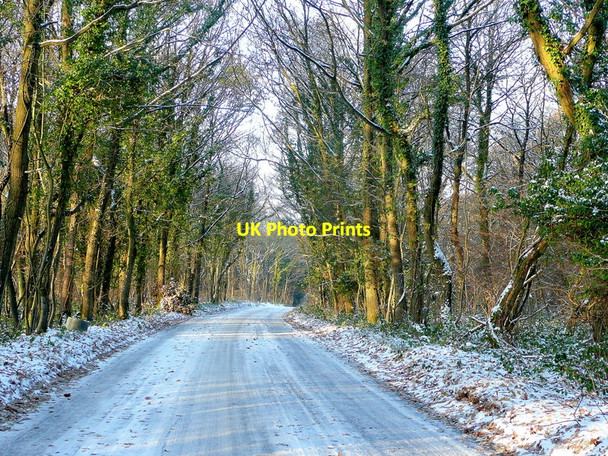 Photo 6"x4" Road through Haugh Wood Fiddler's Green\/SO5735 c2010