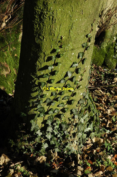 Photo 6"x4" Ivy on a tree trunk Whittington\/SP0121 c2010