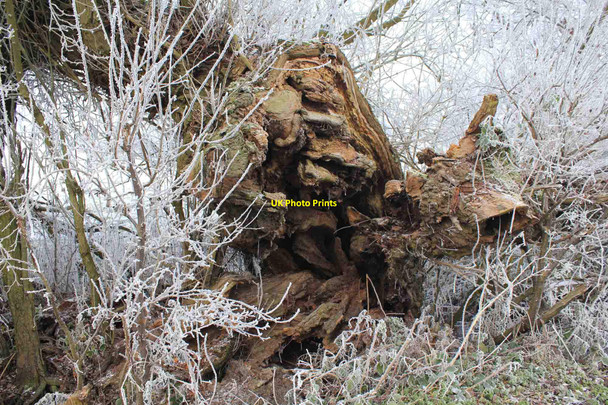 Photo 6"x4" Tree stump by Billesley Brake Billesley\/SP1456 c2010