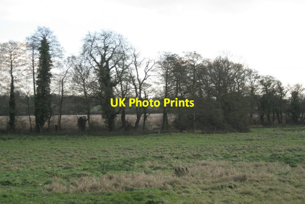 Photo 6"x4" Alders by a brook, Darley Green B94 Packwood c2010