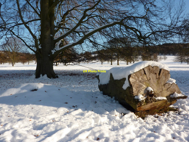 Photo 6"x4" Beech leaves on snow Baslow c2010