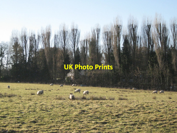 Photo 6"x4" Lopped Lombardy Poplars Norton Green\/SP1774 c2010