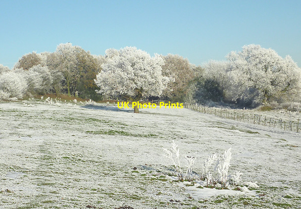 Photo 6"x4" Frosted pasture and  woodland on Colton Hills, Wolverhampton Sedgley c2010 P1