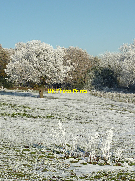 Photo 6"x4" Frosted pasture and  woodland on Colton Hills, Wolverhampton Sedgley c2010 P2