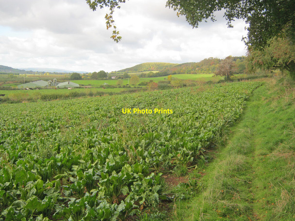 Photo 6"x4" Cropland near Lawton's Hope Farm Canon Pyon c2010