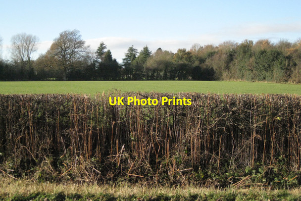 Photo 6"x4" Bracken stems in a hedge Rotten Row\/SP1875 c2010