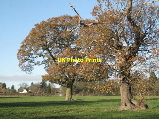Photo 6"x4" One and a half oaks, Norton Green Rotten Row\/SP1875 c2010