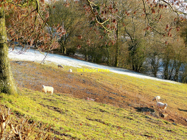 Photo 6"x4" Orcop pasture Little Hill\/SO4727 c2010