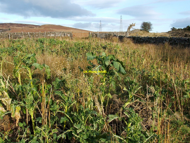 Photo 6"x4" Field near Walton Farm Ardoch\/NS3676 c2010