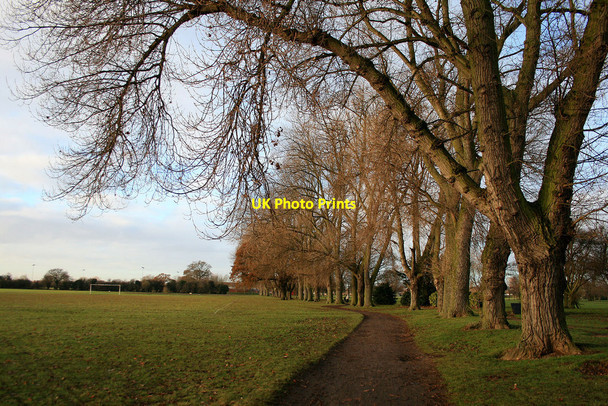 Photo 6"x4" Avenue of poplars Long Eaton c2010