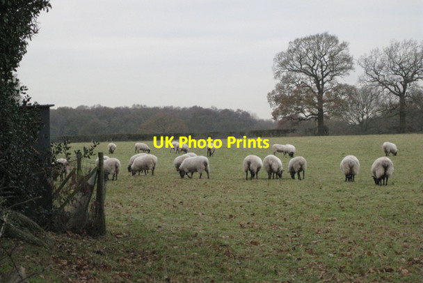 Photo 6"x4" Sheep at Four Ashes B93 Four Ashes\/SP1575 c2010